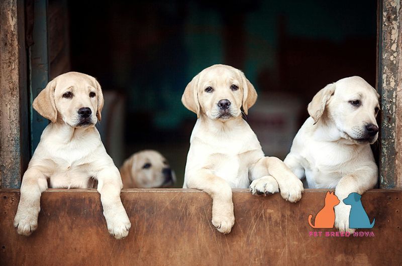 Three playful Labrador Retriever puppies sitting together behind a wooden barrier.