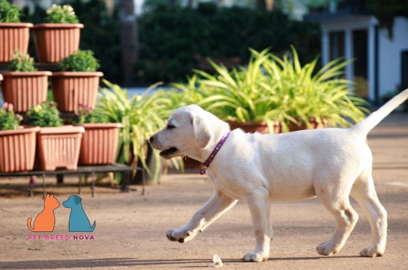 A healthy white Labrador Retriever puppy exploring an outdoor garden near potted plants.