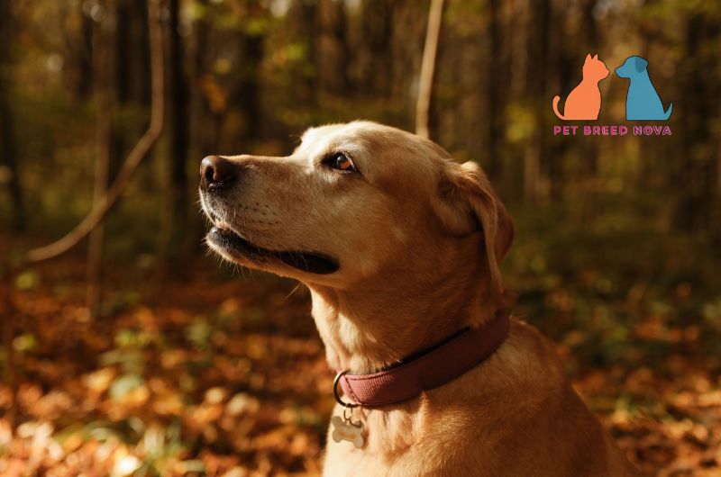 A calm golden Labrador Retriever dog wearing a collar in an autumn forest.