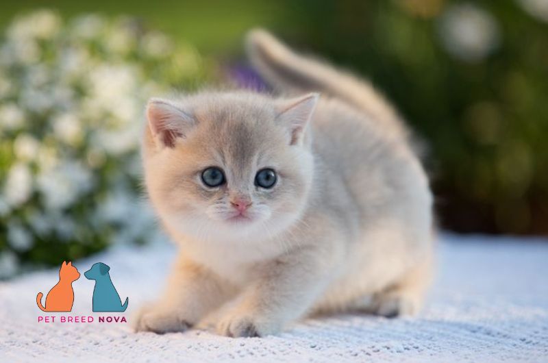 An adorable silver-cream Munchkin kitten sitting outdoors with its unique physical features on display