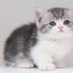 Munchkin Cat Breed
