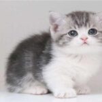 An adorable Munchkin kitten with distinct short legs looking forward closely.