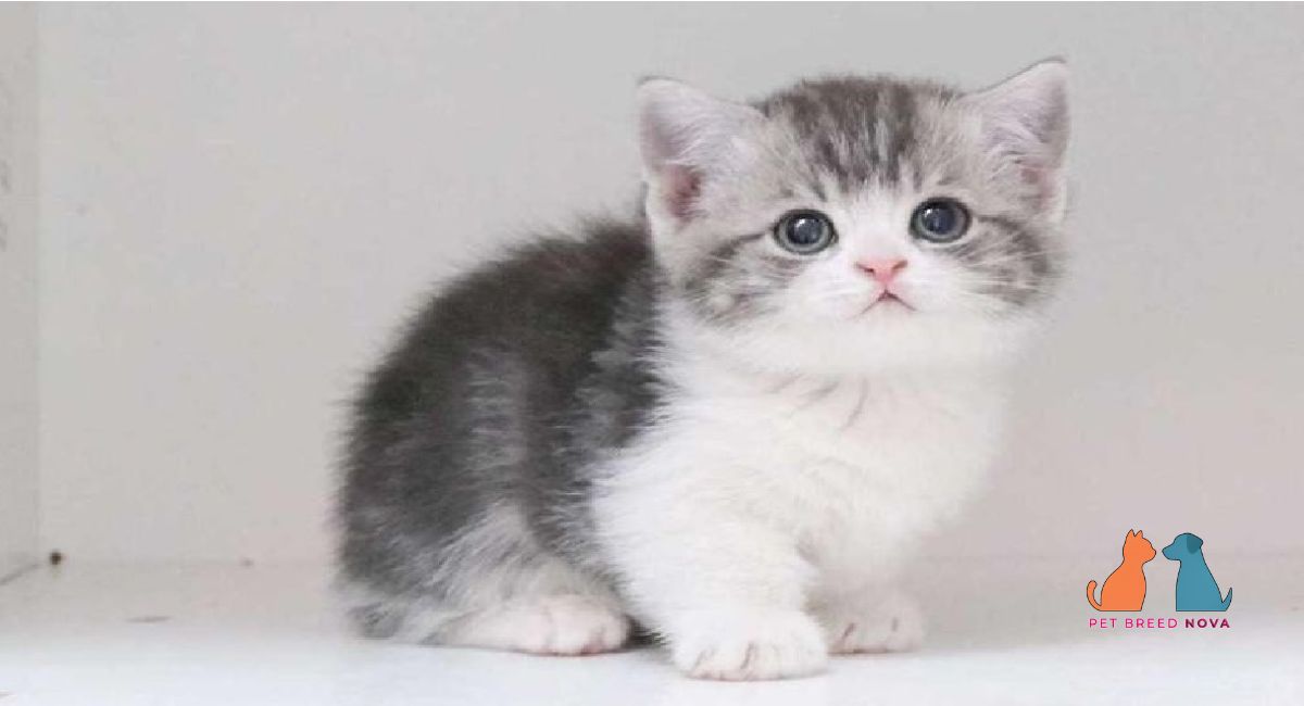 An adorable Munchkin kitten with distinct short legs looking forward closely.