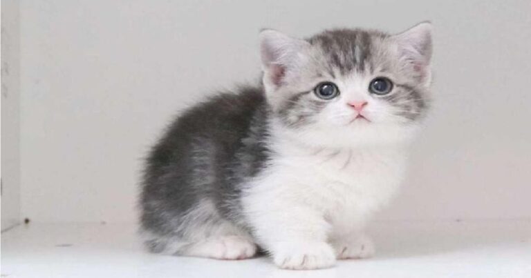 Munchkin Cat Breed
