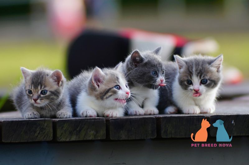 A row of four diverse and playful Munchkin kittens, illustrating munchkin cat mixes and designer breeds
