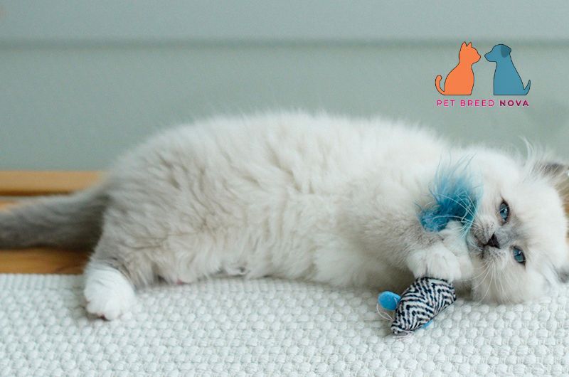 A playful white Munchkin kitten lying down and playing with a toy mouse, demonstrating munchkin personality and behavior.