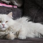 Persian Cat