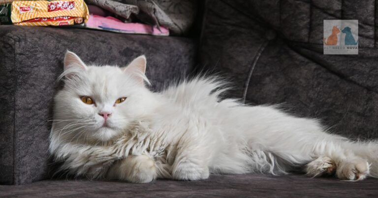 Persian Cat