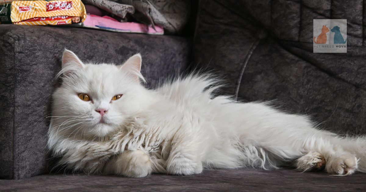Persian Cat