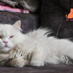 An adorable long-haired white Persian cat resting on a couch indoors