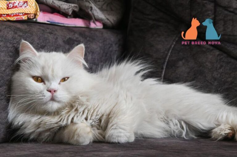 An adorable long-haired white Persian cat resting on a couch indoors
