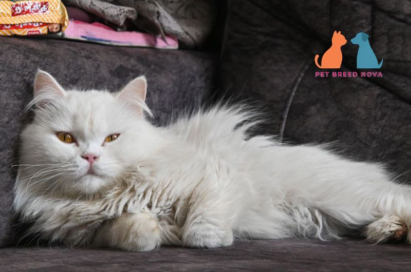An adorable long-haired white Persian cat resting on a couch indoors
