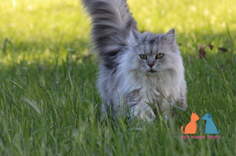 A long-haired silver smoke Persian cat standing in green grass, showcasing Persian cat appearance and colors