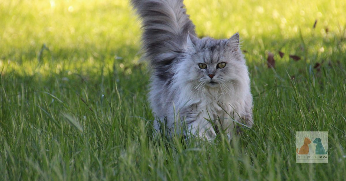 Persian Cat Appearance & Colors