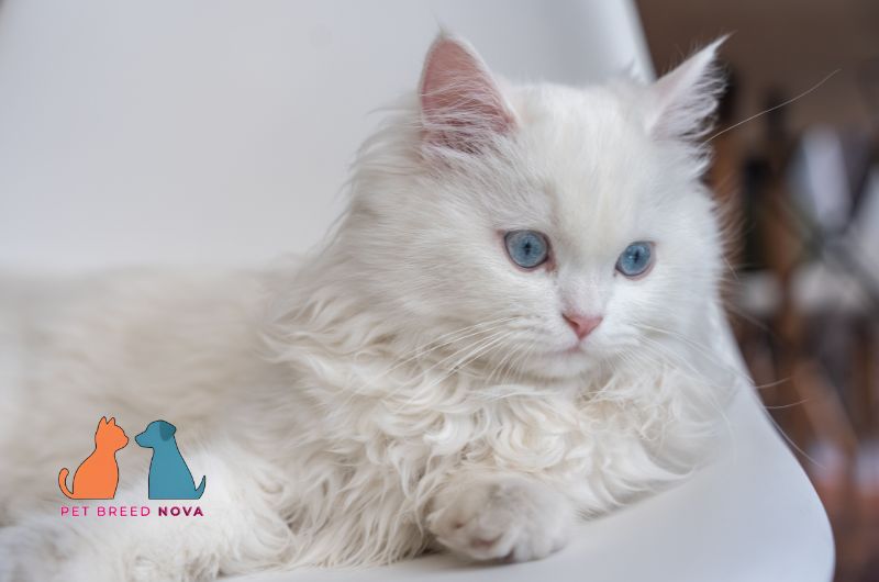 A fluffy white Persian cat with striking blue eyes, illustrating Persian cat characteristics