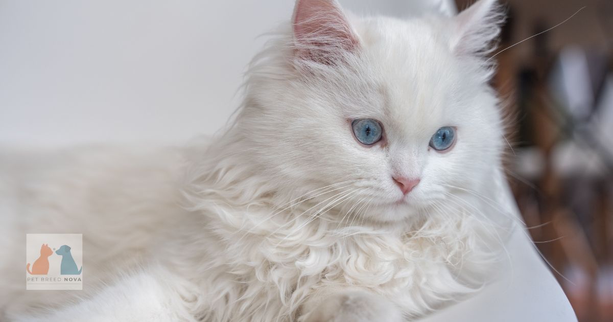 Persian Cat Characteristics