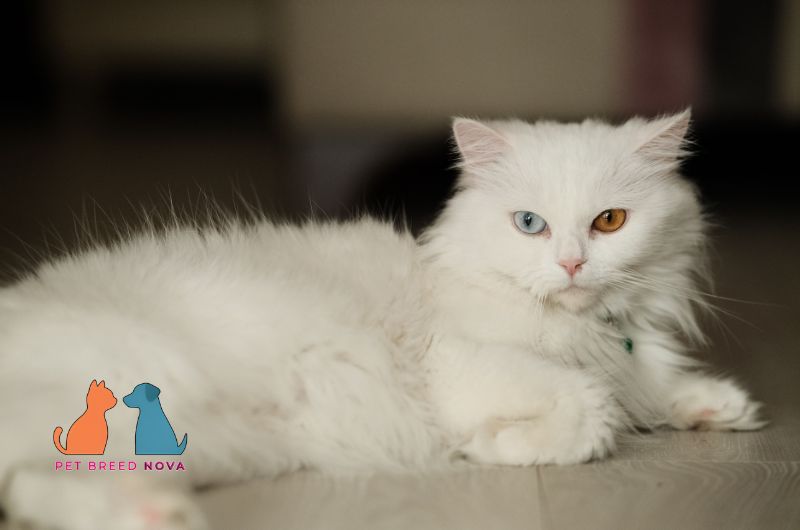 A well-groomed white odd-eyed Persian cat with a clean fluffy coat, representing persian cat grooming and coat care.