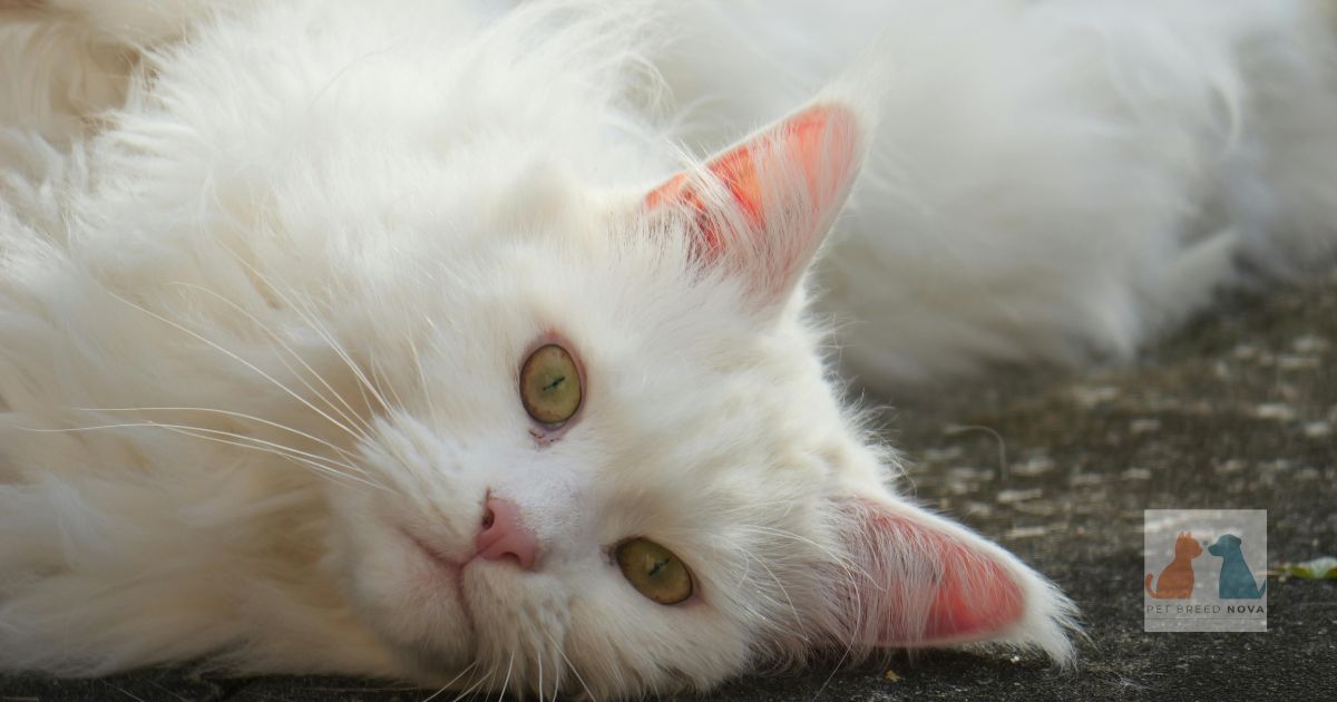 Persian Cat Grooming & Coat Care