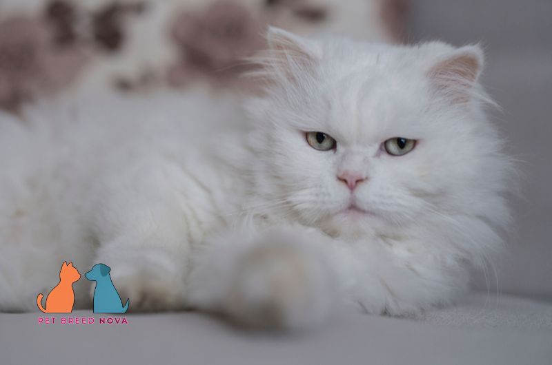 A calm and fluffy white Persian cat resting indoors, showcasing Persian cat personality and temperament