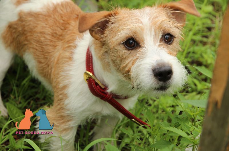 A wire-haired Jack Russell Terrier wearing a red collar in the grass, showing physical characteristics and appearance.