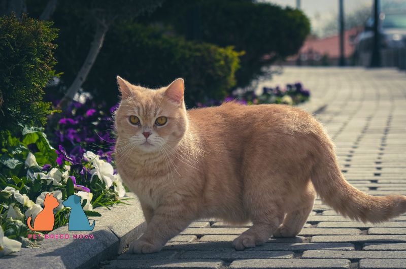 A ginger British Shorthair cat standing on a paved pathway outdoors, illustrating the pros and cons of owning a British shorthair.
