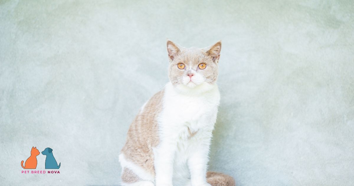 Pros and Cons of Owning a British Shorthair