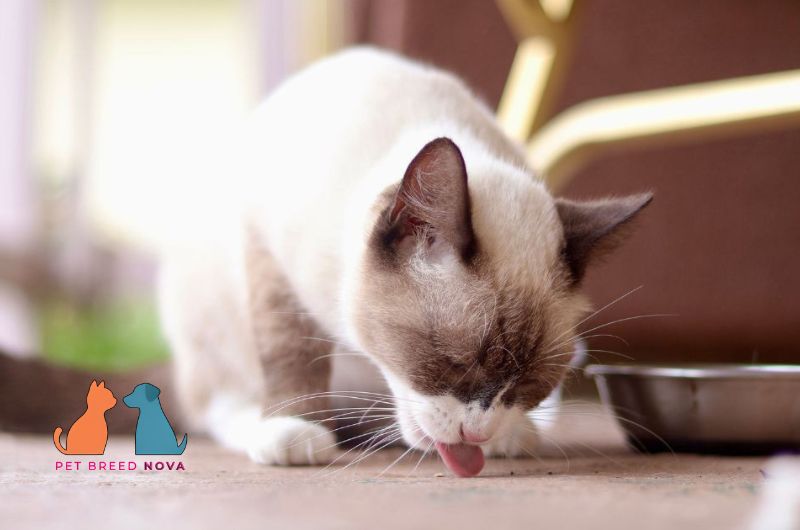 A seal point Ragdoll cat near its food bowl, illustrating ragdoll cat diet and nutrition requirements.