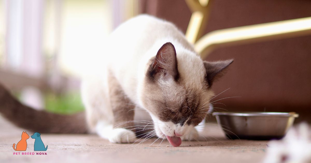 Ragdoll Cat Diet and Nutrition Requirements