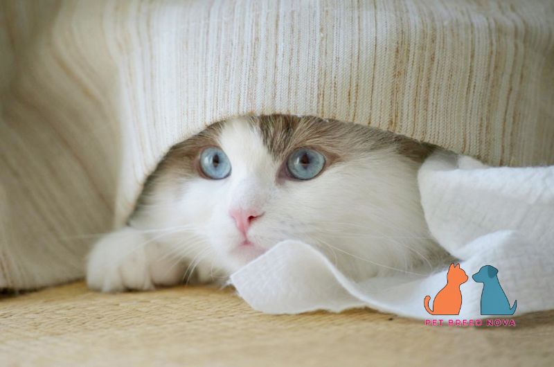 A playful white Ragdoll kitten hiding under a curtain, showcasing ragdoll cat exercise play and mental stimulation.