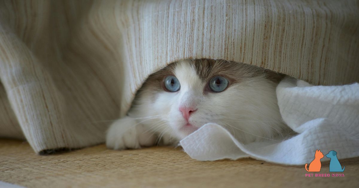 Ragdoll Cat Exercise, Play and Mental Stimulation