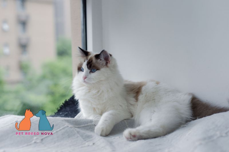 A well-groomed white and brown Ragdoll cat lying near a window, showcasing ragdoll cat grooming guide and coat maintenance.