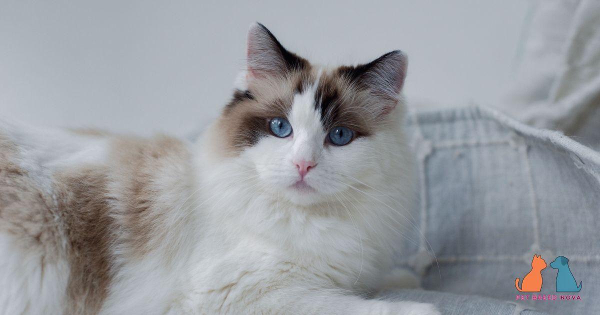 Ragdoll Cat Grooming Guide and Coat Maintenance