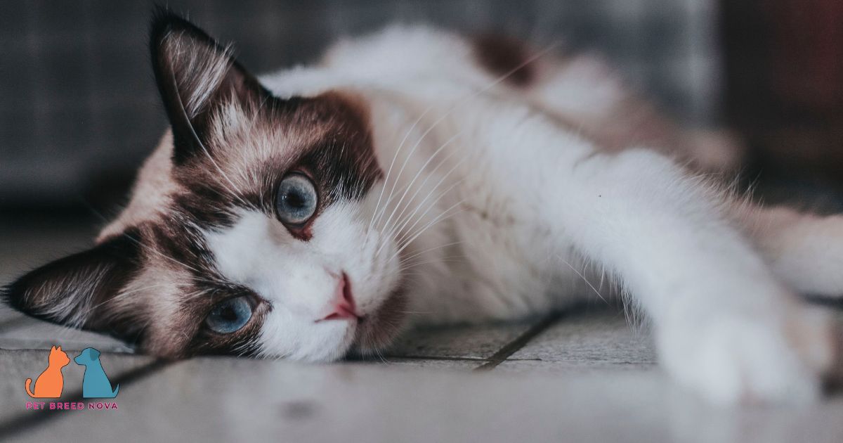 Ragdoll Cat Health Issues and Lifespan