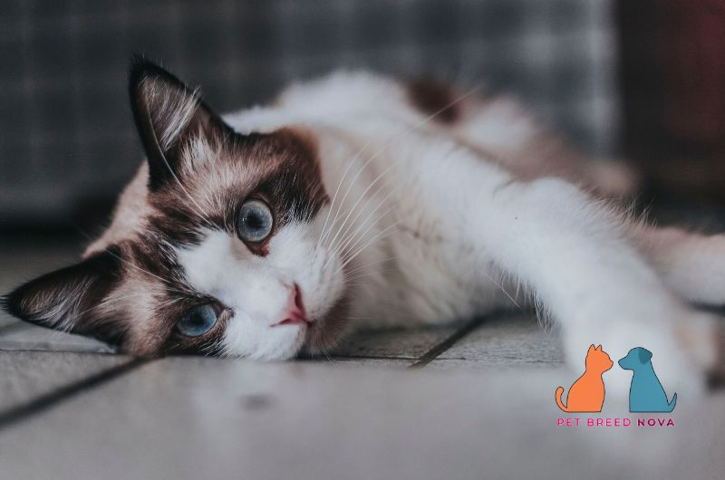 A seal point Ragdoll cat lying flat on the floor looking tired, illustrating ragdoll cat health issues and lifespan.