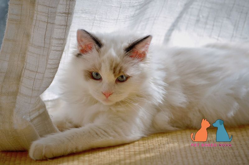 A fluffy white Ragdoll cat lying down near a curtain, demonstrating ragdoll cat physical appearance and body structure.