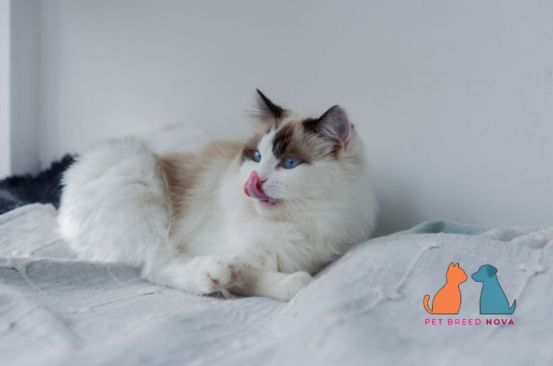 A cute bicolor Ragdoll cat licking its nose while resting, showcasing ragdoll cat temperament and personality traits.