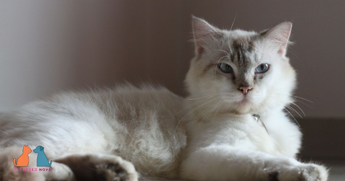 Ragdoll Cat Temperament and Personality Traits