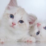 Ragdoll Cats