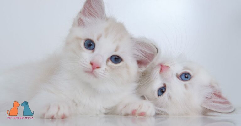 Ragdoll Cats