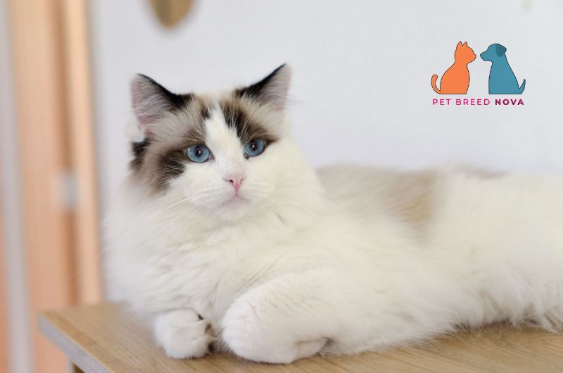 A classic seal bicolor Ragdoll cat resting calmly, highlighting ragdoll cats breed history and origin story.