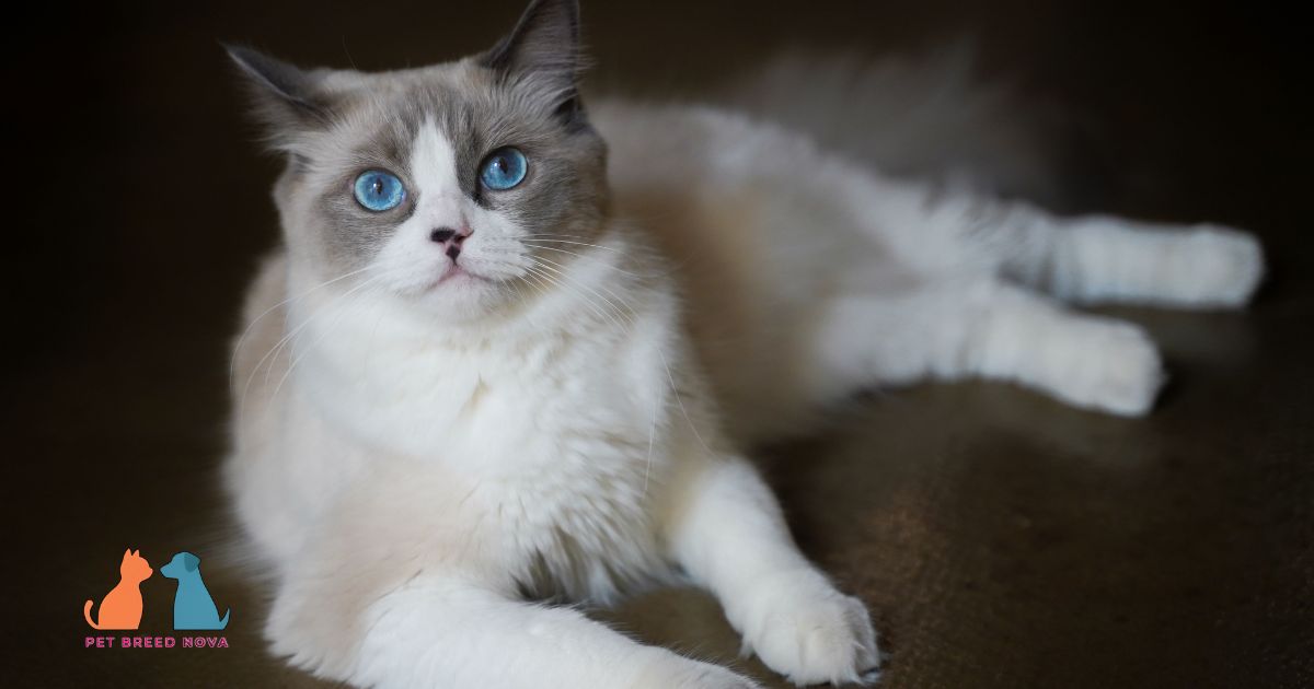 Ragdoll Cats Breed History and Origin Story