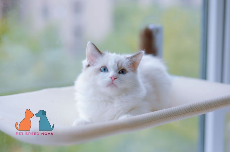 A fluffy bicolor Ragdoll cat resting on a window perch, showing ragdoll cats breed overview and key features.