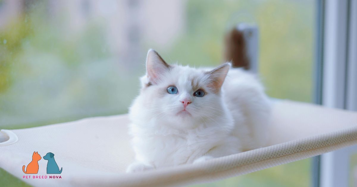 Ragdoll Cats Breed Overview and Key Features