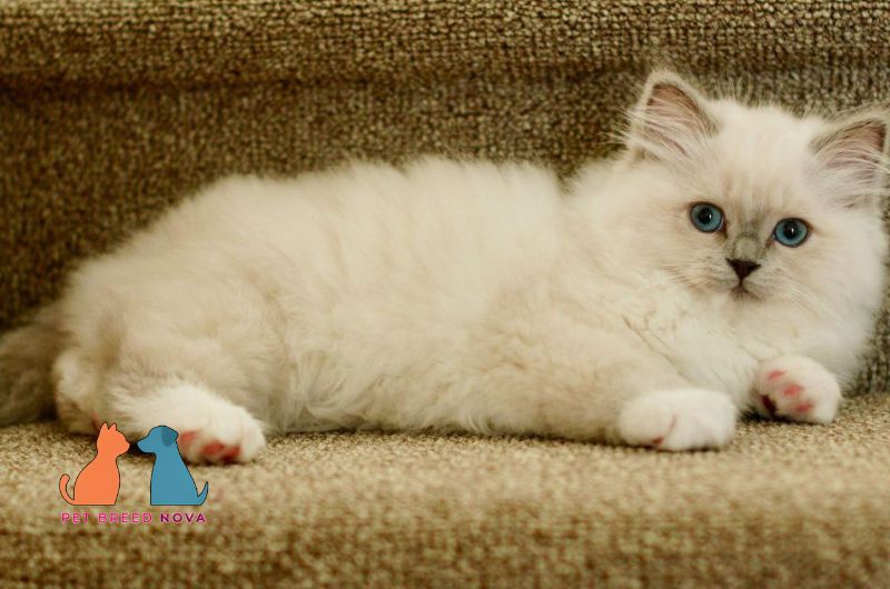 A fluffy white Ragdoll kitten lying on carpeted stairs, representing the creation of the ragdoll breed.