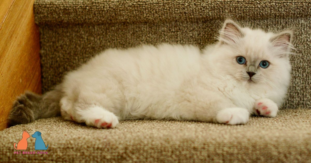 The Creation of the Ragdoll Breed