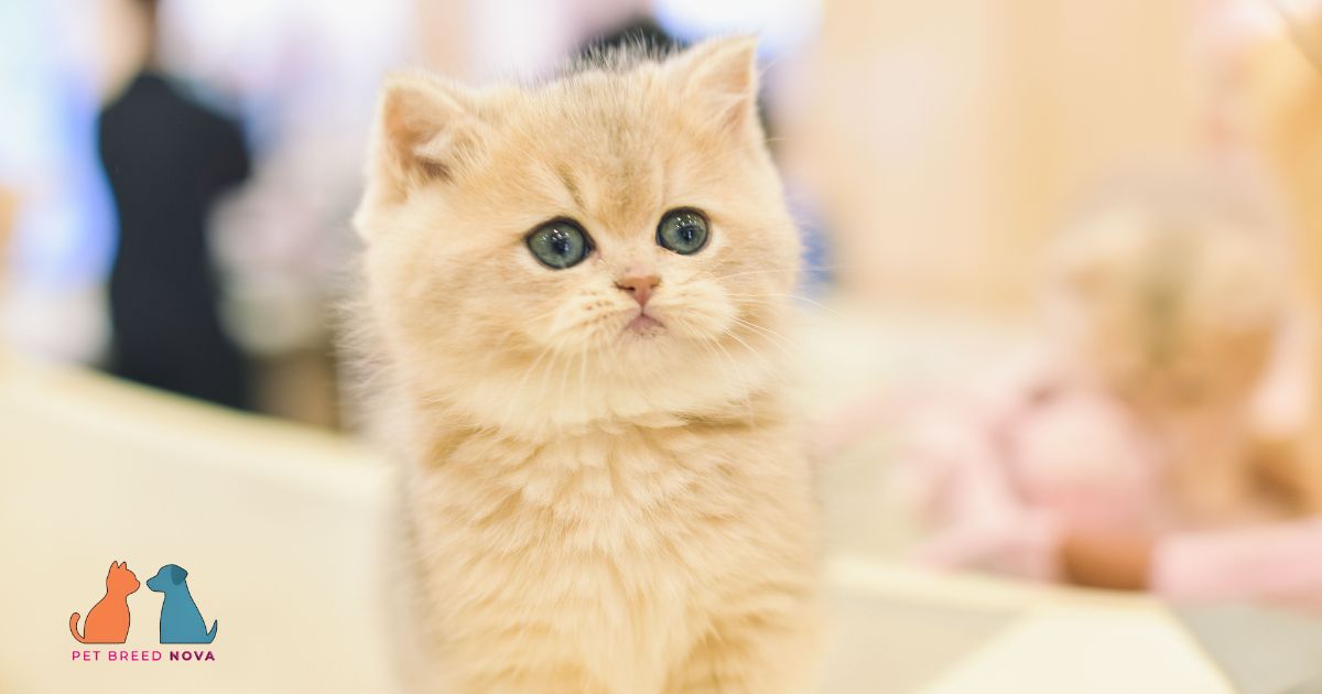 The fascinating Munchkin cat history
