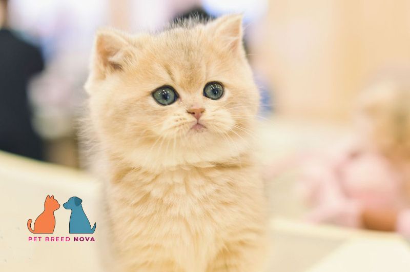 A fluffy cream Munchkin kitten with big eyes, representing the fascinating munchkin cat history
