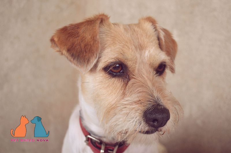 A close-up portrait of a thoughtful Jack Russell Terrier, highlighting things to know before buying or adopting a jack Russell terrier.