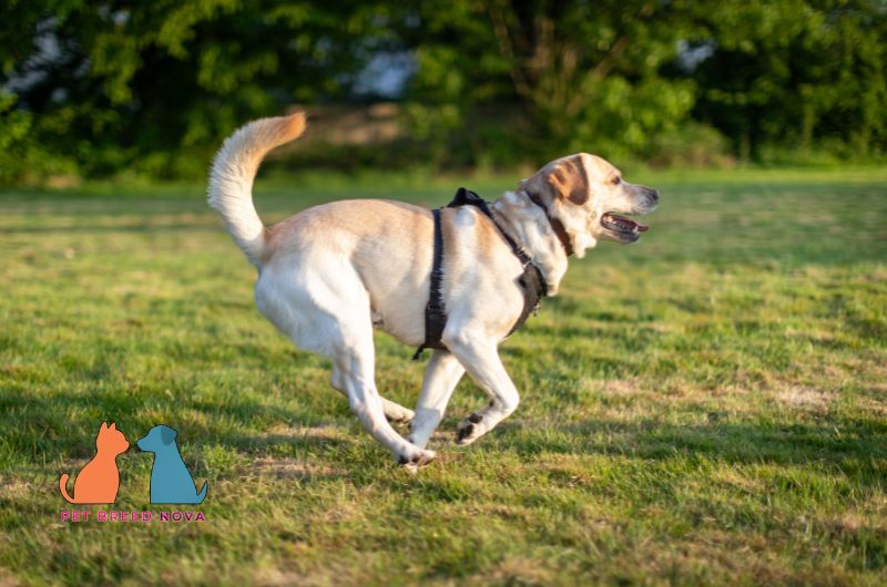 An active yellow Labrador Retriever running in a park, highlighting its training and socialization needs.