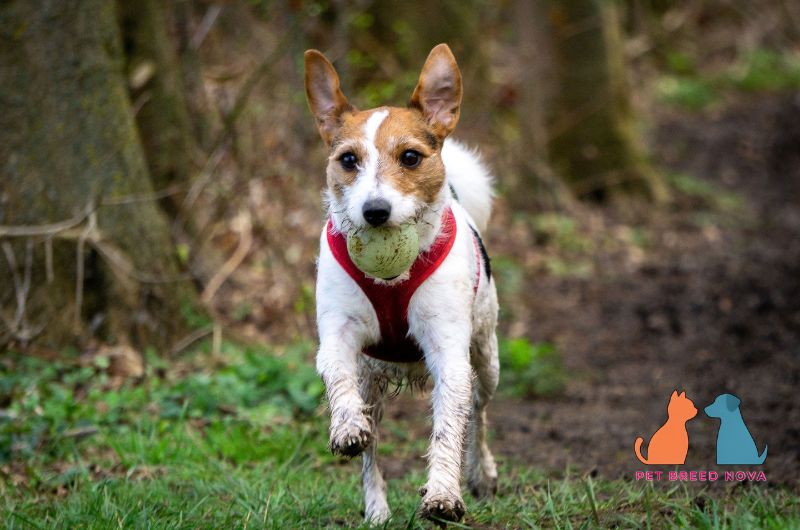 An energetic Jack Russell Terrier running with a ball in its mouth, illustrating training and socialization needs.